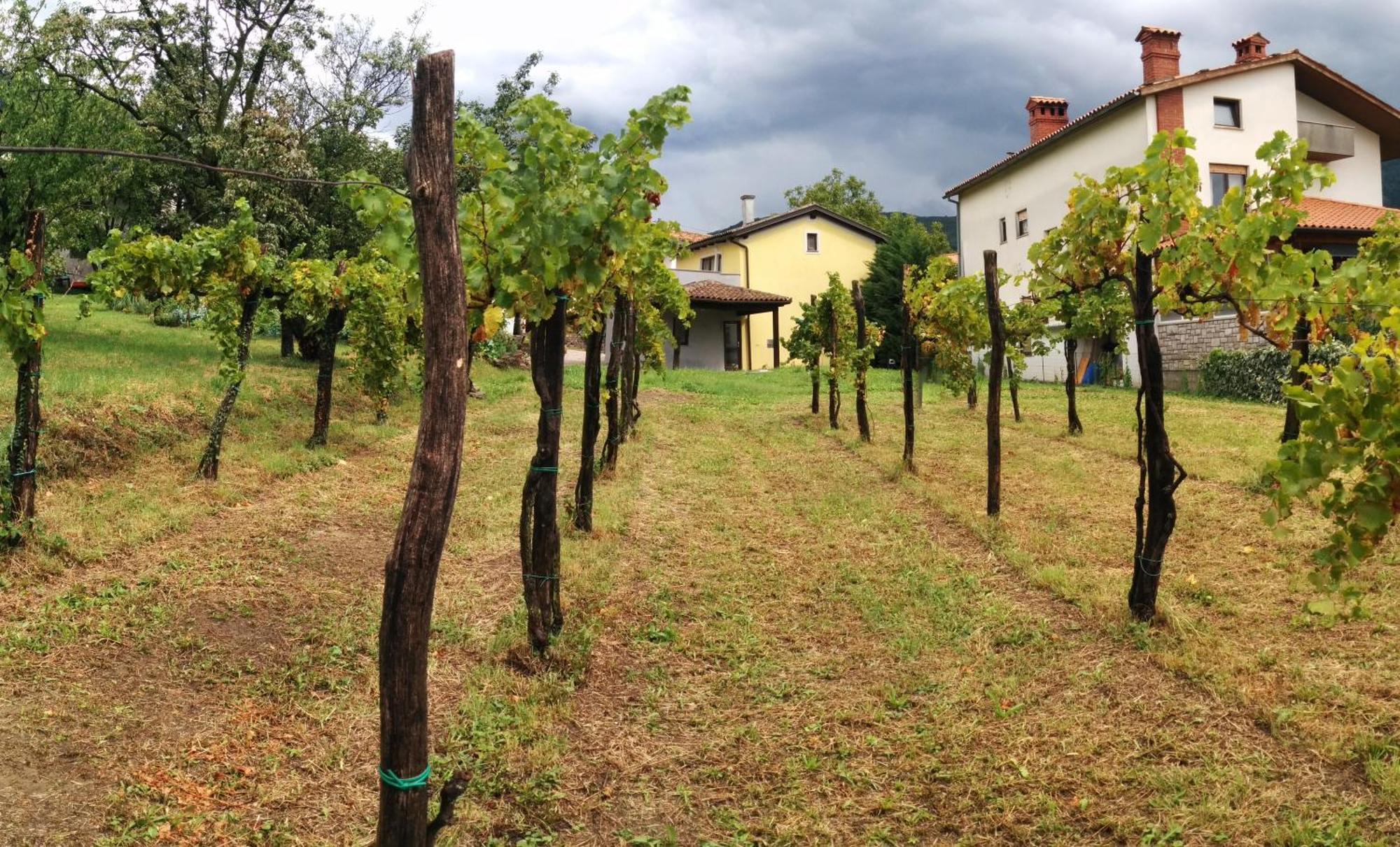 Small House In Vipava Valley Luaran gambar